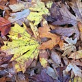 Fall Maple Leaves