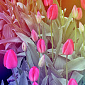 Fresh Spring Tulips - signature