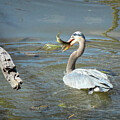 Heron Having Lunch 6