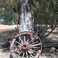 Old Wheel and Tree