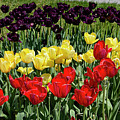 Red Yellow and Purple tulips