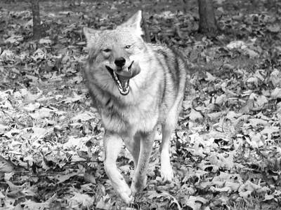 Black and White Wildlife Frontal View