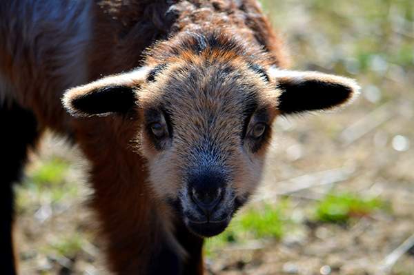 Online Art Contest - Barnyard Animals