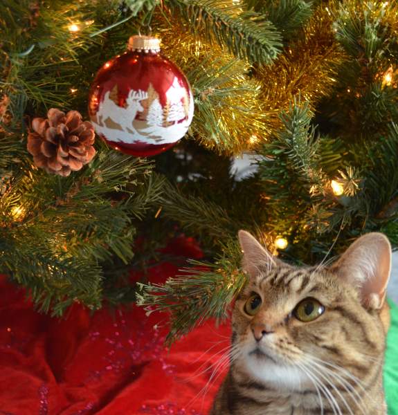 Cats and Kittens Christmas Card Opportunities