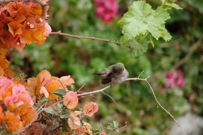 Hummingbirds Having Fun Hummingbirds Having Fun