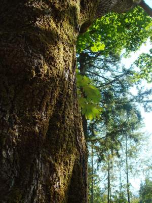 October- Beauty of the PNW