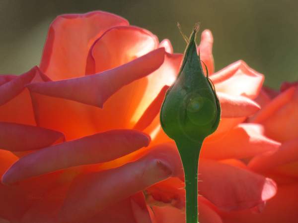 One Flower and One Bud - Color Photography - 5 Images