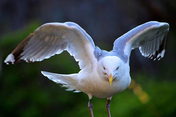 Seagull Love 