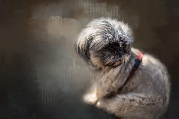 Wide Angle Dog Portrait