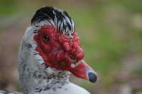 Strangest Or Most Unique Animals Strangest Or Most Unique Animals
