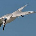 A Birding Group - Wings