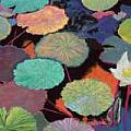 Waterlilies