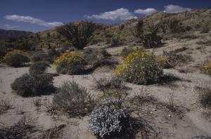 Desert USA Wildflower Reports