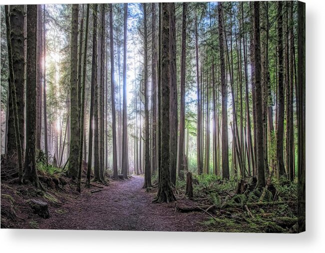 Landscape Acrylic Print featuring the photograph A Path Through Old Growth Stylized by Allan Van Gasbeck