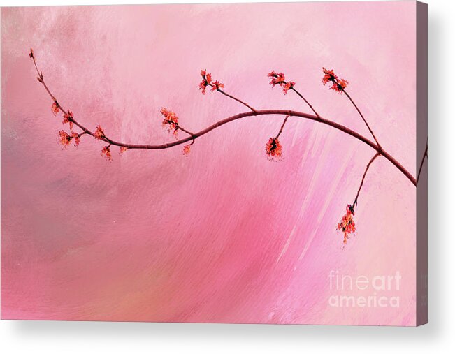 Abstract Acrylic Print featuring the photograph Abstract Maple Flower Branch by Anita Pollak
