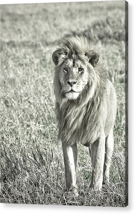 Africa Acrylic Print featuring the photograph The King Stands Tall by Darcy Michaelchuk