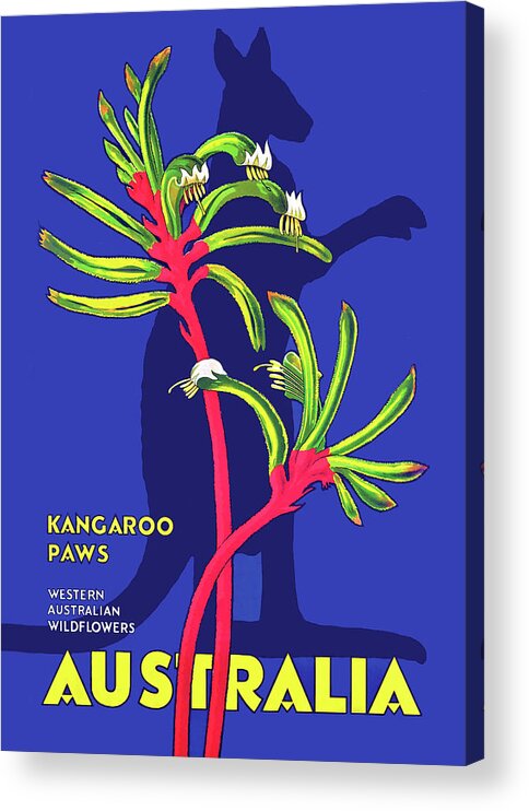 Australia Acrylic Print featuring the painting Australia, Kangaroo Paws by Long Shot