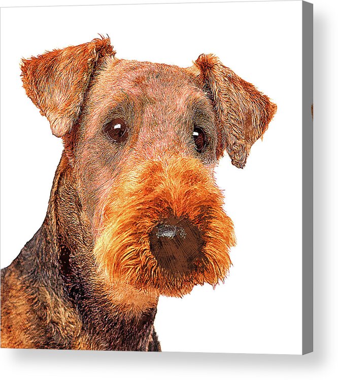 Airedale Acrylic Print featuring the painting Totally Adorable, Airedale Terrier Dog by Custom Pet Portrait Art Studio