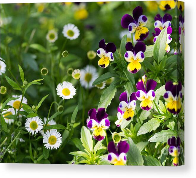 Limited Time Promotion: Daisy And Pansy Mix Stretched Canvas Print by Matt Malloy
