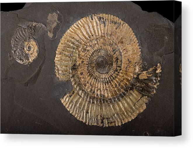 Dactylioceras Sp. Ammonite Fossil Canvas Print / Canvas Art by
