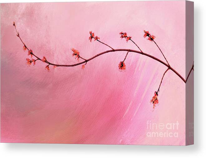 Abstract Canvas Print featuring the photograph Abstract Maple Flower Branch by Anita Pollak