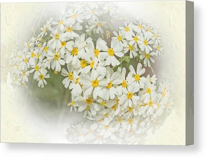 Flowers Canvas Print featuring the photograph Wormwood Flower 2 by Elaine Teague