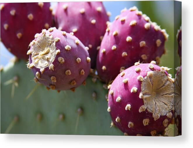 Prickly Pear Canvas Print featuring the photograph Plump Prickly Pear by Bonny Puckett