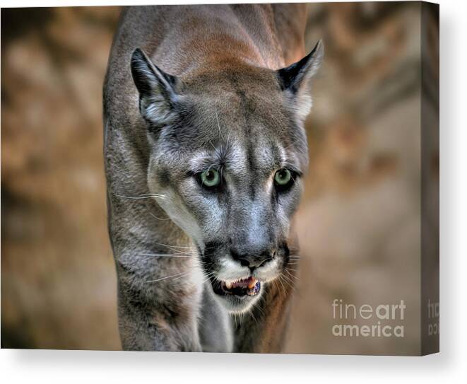 Picture Big Cat Animal Predator Art The Cougar Mountain Lion Framed Print 