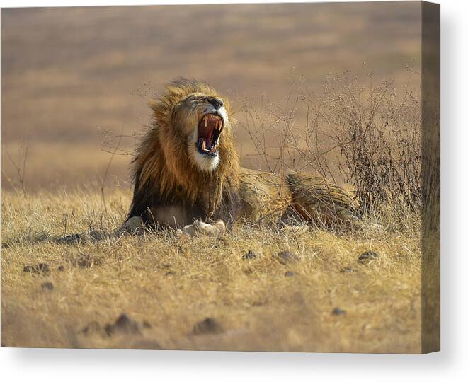 Wildlife Canvas Print featuring the photograph The King Of Ngorongoro Crater #1 by Thomas Habtu