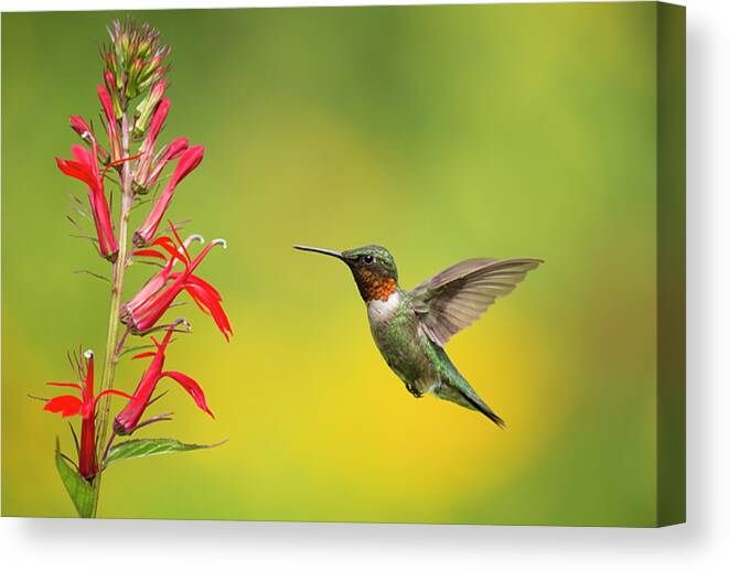 Adult Canvas Print featuring the photograph Ruby-throated Hummingbird, Male Flying In To Feed From by Marie Read / Naturepl.com