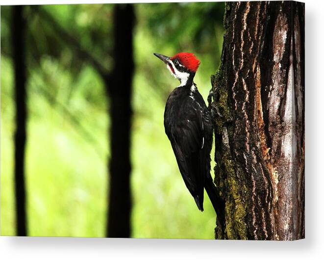 Pileated Woodpecker Canvas Print featuring the photograph Woody Woodpecker by Debbie Oppermann