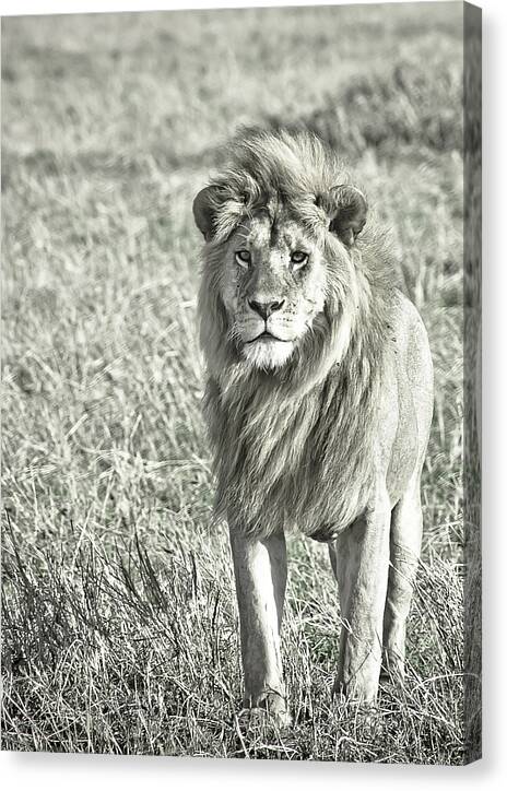 Africa Canvas Print featuring the photograph The King Stands Tall by Darcy Michaelchuk