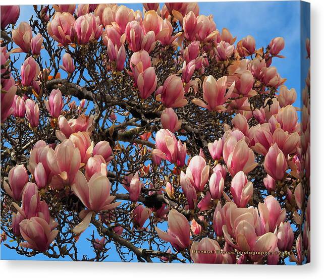 Limited Time Promotion: Blooming Magnolia Stretched Canvas Print by Richard Thomas