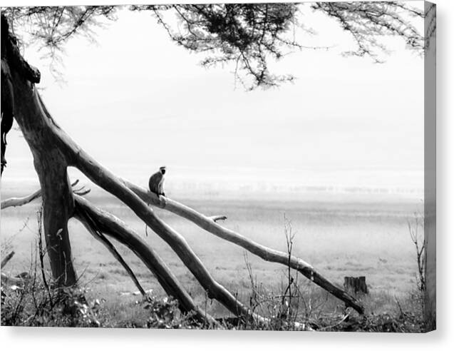 Africa Canvas Print featuring the photograph Monkey Alone on a Branch by Darcy Michaelchuk