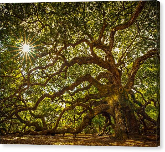 Limited Time Promotion: Angel Oak Stretched Canvas Print by Serge Skiba