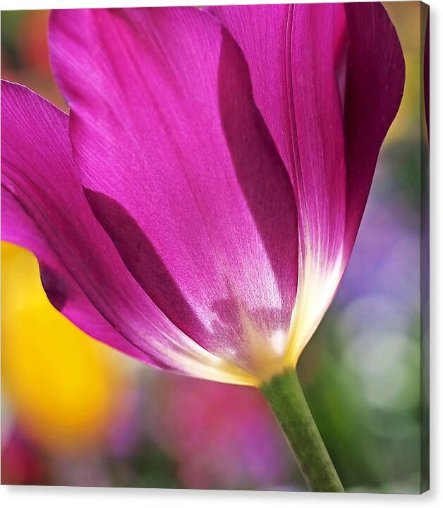 Limited Time Promotion: Spring Tulip Stretched Canvas Print by Rona Black