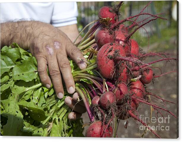 Limited Time Promotion: Radishes Stretched Canvas Print by Jim West