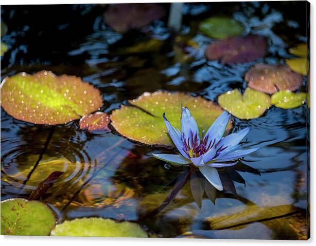 Limited Time Promotion: Blue Water Lily Pond Stretched Canvas Print by Brian Harig