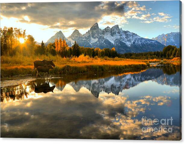 Limited Time Promotion: Teton Moose Sunset Stroll Stretched Canvas Print by Adam Jewell