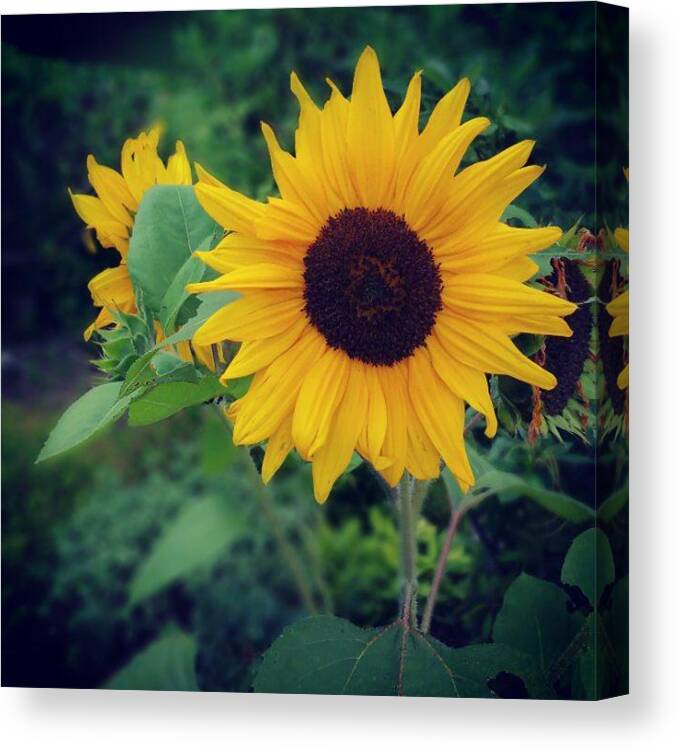  Canvas Print featuring the photograph Sunflower at Dusk by Sally Cooper