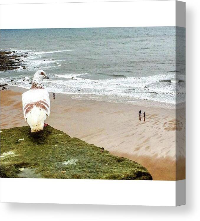 Tynemouthcastle Canvas Print featuring the photograph The Pigeon Observes The People Walking by Michael Comerford