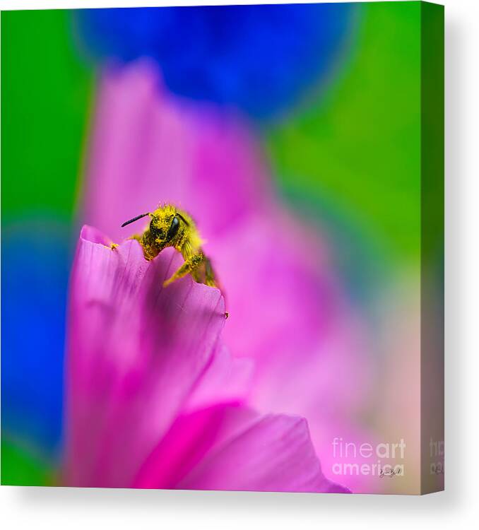Bee Canvas Print featuring the photograph Guilty bee covered in pollen by Bruce Block