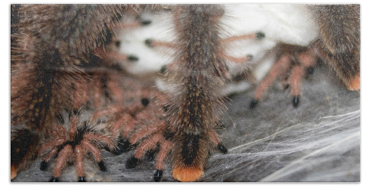 #naturephotography Bath Towel featuring the photograph Pink-toe Tarantula Spiderlings #2 by Mark Berman