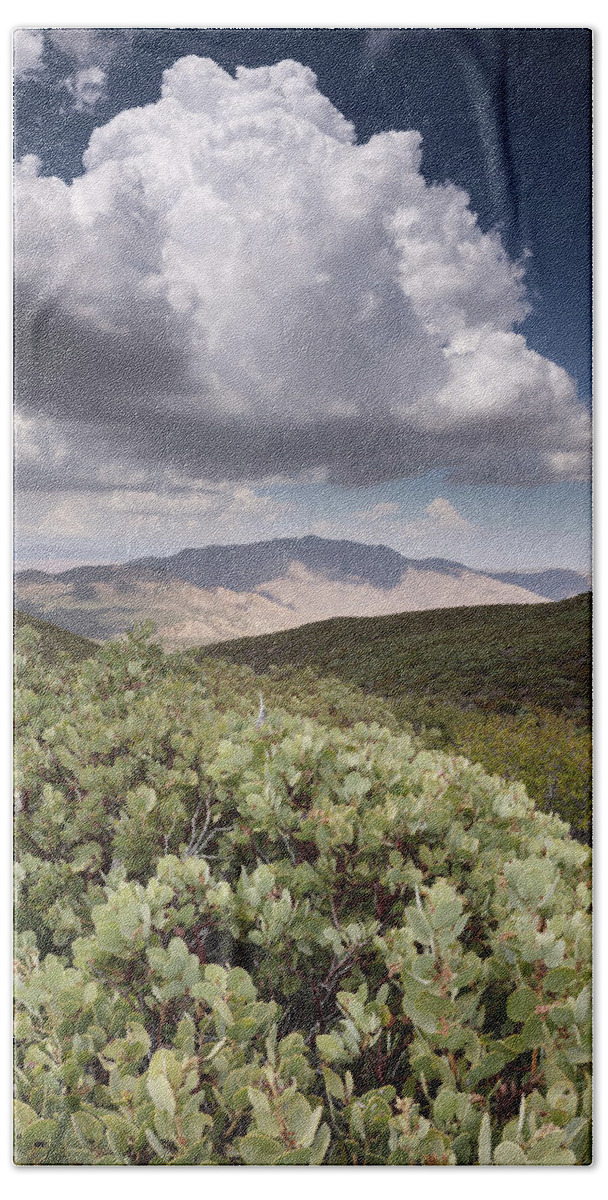 San Diego Hand Towel featuring the photograph Laguna Mountain Manzanita and Monsoon by William Dunigan