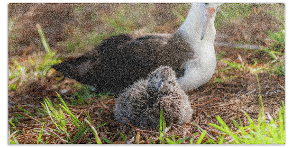 Kauai Bath Towel featuring the photograph Laysan Albatross and Chick IV. by Doug Davidson