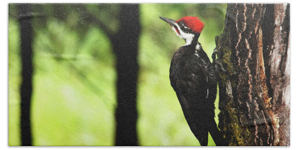 Pileated Woodpecker Bath Towel featuring the photograph Woody Woodpecker by Debbie Oppermann