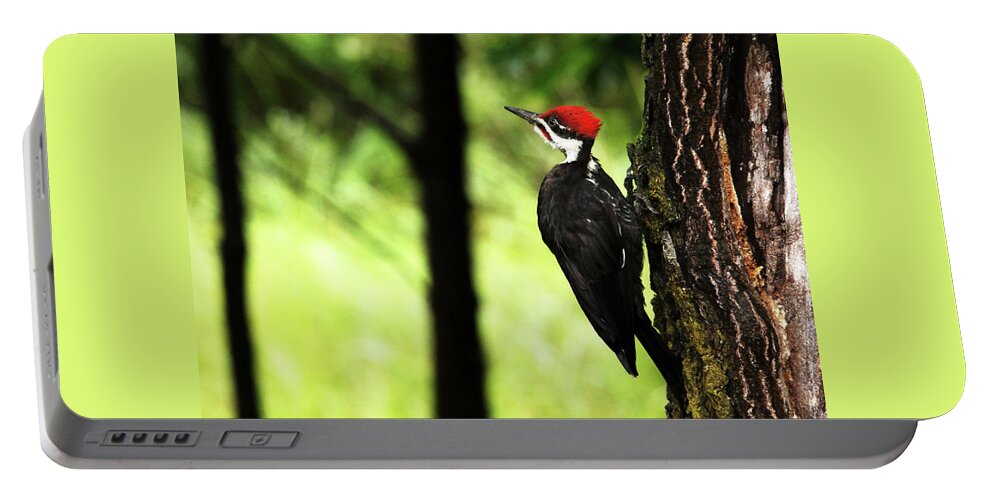 Pileated Woodpecker Portable Battery Charger featuring the photograph Woody Woodpecker by Debbie Oppermann