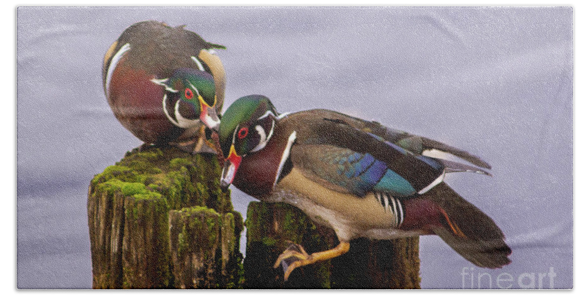 Wood Duck Beach Towel featuring the photograph Wood Duck Kerfuffle by Sea Change Vibes