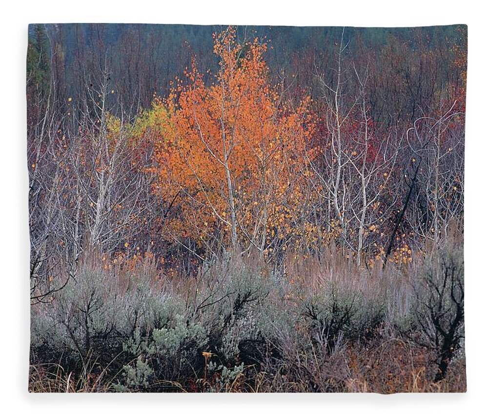 Inspirational Fleece Blanket featuring the photograph The Last Aspen of the Season, Wyoming by Bonnie Colgan