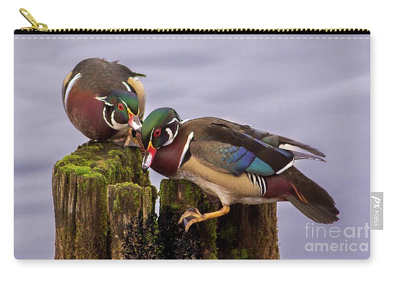 Wood Duck Zip Pouch featuring the photograph Wood Duck Kerfuffle by Sea Change Vibes